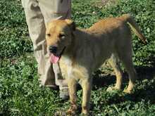 ANTHONY, Hund, Mischlingshund in Spanien - Bild 13