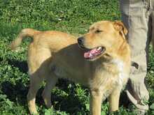 ANTHONY, Hund, Mischlingshund in Spanien - Bild 15