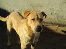 ANTHONY, Hund, Mischlingshund in Spanien - Bild 3