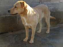 ANTHONY, Hund, Mischlingshund in Spanien - Bild 4