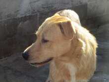 ANTHONY, Hund, Mischlingshund in Spanien - Bild 5