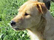 ANTHONY, Hund, Mischlingshund in Spanien - Bild 7
