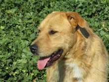 ANTHONY, Hund, Mischlingshund in Spanien - Bild 8