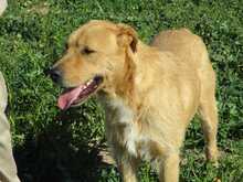 ANTHONY, Hund, Mischlingshund in Spanien - Bild 9