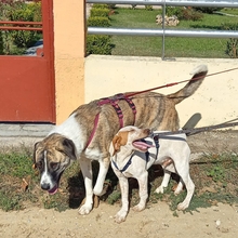 LEILA, Hund, Herdenschutzhund-Mix in Griechenland - Bild 11