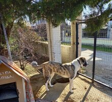 LEILA, Hund, Herdenschutzhund-Mix in Griechenland - Bild 14