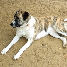 LEILA, Hund, Herdenschutzhund-Mix in Griechenland - Bild 2