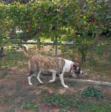 LEILA, Hund, Herdenschutzhund-Mix in Griechenland - Bild 6