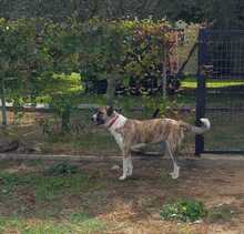 LEILA, Hund, Herdenschutzhund-Mix in Griechenland - Bild 8