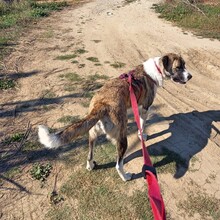 LEILA, Hund, Herdenschutzhund-Mix in Griechenland - Bild 9