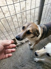 MIRSINI, Hund, Mischlingshund in Griechenland - Bild 10