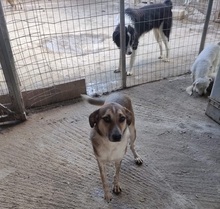 MIRSINI, Hund, Mischlingshund in Griechenland - Bild 12