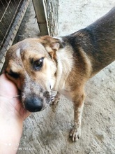 MIRSINI, Hund, Mischlingshund in Griechenland - Bild 6