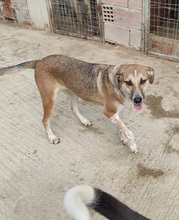 MIRSINI, Hund, Mischlingshund in Griechenland - Bild 8
