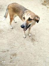 MIRSINI, Hund, Mischlingshund in Griechenland - Bild 9