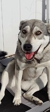 LASSIE, Hund, Mischlingshund in Griechenland - Bild 2