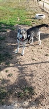 LASSIE, Hund, Mischlingshund in Griechenland - Bild 5