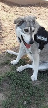 LASSIE, Hund, Mischlingshund in Griechenland - Bild 7