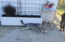 LASSIE, Hund, Mischlingshund in Griechenland - Bild 8