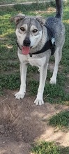LASSIE, Hund, Mischlingshund in Griechenland - Bild 9