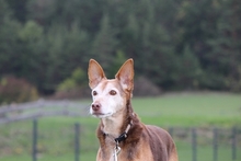 RONY, Hund, Podenco Andaluz in Kronach - Bild 15