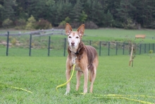 RONY, Hund, Podenco Andaluz in Kronach - Bild 16