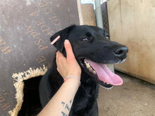 BISOU, Hund, Mischlingshund in Bulgarien - Bild 1