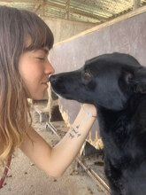 BISOU, Hund, Mischlingshund in Bulgarien - Bild 2
