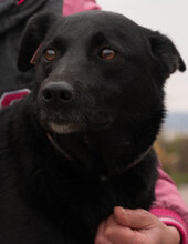 BISOU, Hund, Mischlingshund in Bulgarien - Bild 3