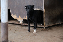 BISOU, Hund, Mischlingshund in Bulgarien - Bild 5