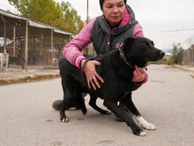 BISOU, Hund, Mischlingshund in Bulgarien - Bild 7