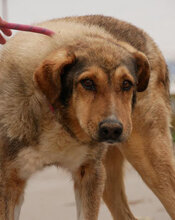 IGOR, Hund, Mischlingshund in Bulgarien - Bild 1