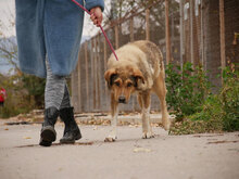 IGOR, Hund, Mischlingshund in Bulgarien - Bild 2