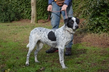 FLICKA, Hund, Mischlingshund in Italien - Bild 2