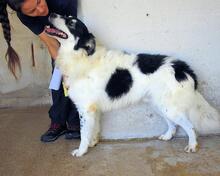 JACOBY, Hund, Mischlingshund in Italien - Bild 10