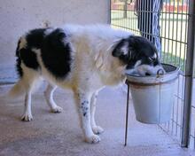 JACOBY, Hund, Mischlingshund in Italien - Bild 11