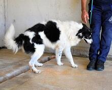 JACOBY, Hund, Mischlingshund in Italien - Bild 13