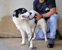 JACOBY, Hund, Mischlingshund in Italien - Bild 20