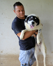 JACOBY, Hund, Mischlingshund in Italien - Bild 3