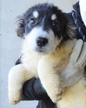 JACOBY, Hund, Mischlingshund in Italien - Bild 6