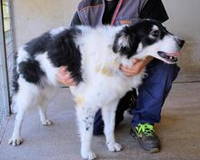 JACOBY, Hund, Mischlingshund in Italien - Bild 7