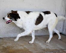 JONTAR, Hund, Mischlingshund in Italien - Bild 10