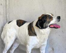 JONTAR, Hund, Mischlingshund in Italien - Bild 12