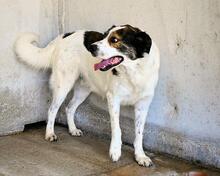 JONTAR, Hund, Mischlingshund in Italien - Bild 13