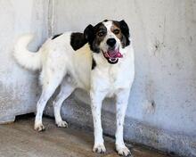 JONTAR, Hund, Mischlingshund in Italien - Bild 14