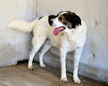JONTAR, Hund, Mischlingshund in Italien - Bild 15