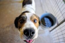 JONTAR, Hund, Mischlingshund in Italien - Bild 16