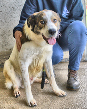 JONTAR, Hund, Mischlingshund in Italien - Bild 2