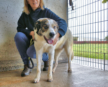 JONTAR, Hund, Mischlingshund in Italien - Bild 3