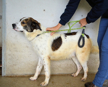 JONTAR, Hund, Mischlingshund in Italien - Bild 4